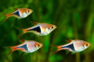 Стайная аквариумная рыба: Расбора Клинопятнистая или Гетероморфа