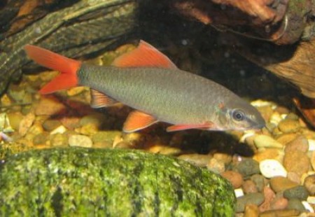 Важные нюансы содержания зеленого (таиландского) лабео