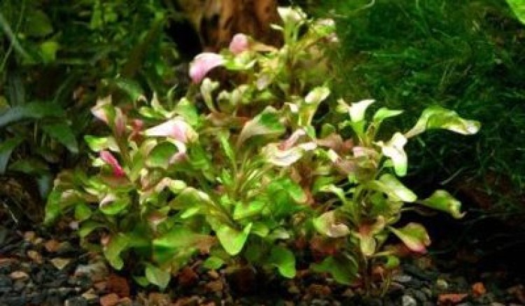 Чем прекрасна альтернантера беттцика и как за ней ухаживать?