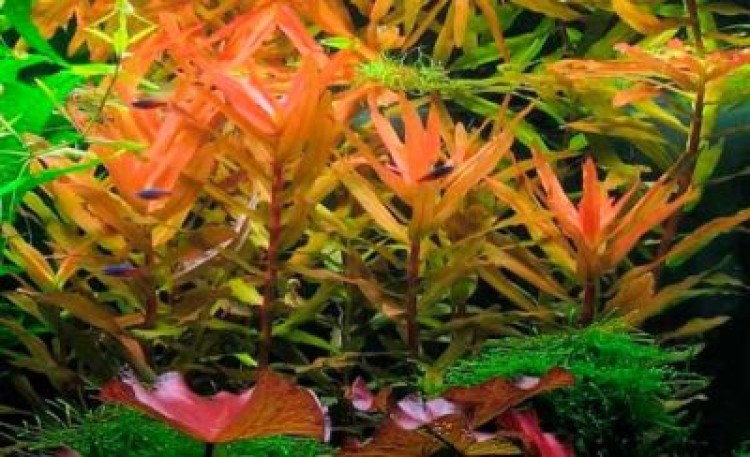 Прекрасная аммания изящная (грацилис)