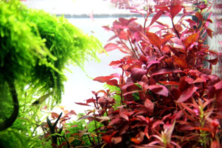 Розовая красавица: Альтернантера рейнека