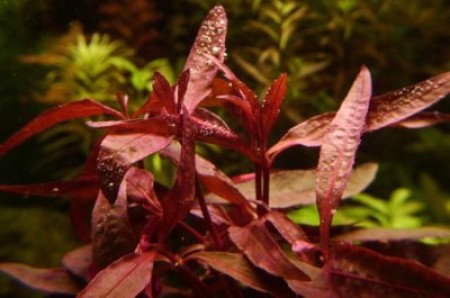 Чем примечательна Альтернантера сидячая?