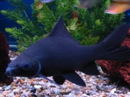 Прекрасная аквариумная рыбка лабео