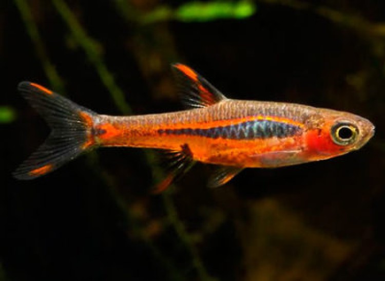 Маленькая красавица расбора бригитты