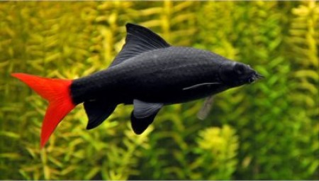 Двухцветный лабео или биколор