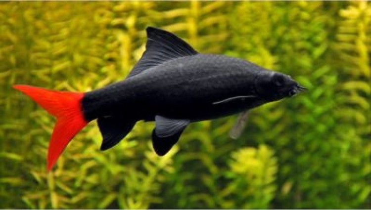 Двухцветный лабео или биколор