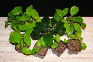 Карликовое растение для аквариума: анубиас нана