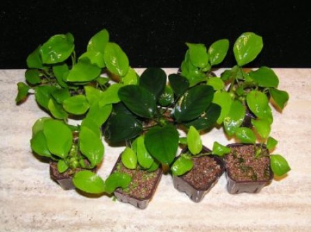 Карликовое растение для аквариума: анубиас нана