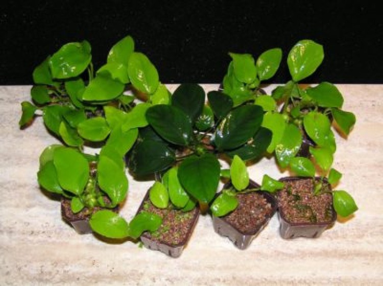 Карликовое растение для аквариума: анубиас нана