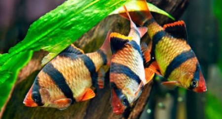 Почему барбус плавает вниз головой и что с этим делать?