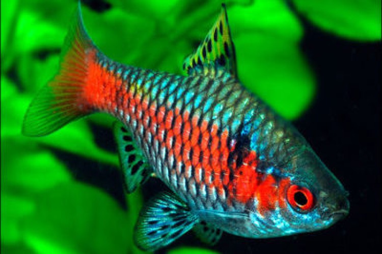 Одесский или Алый барбус