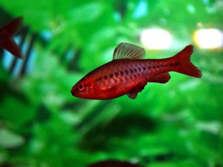 Нюансы содержания вишневого барбуса в аквариуме
