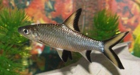 Прекрасная аквариумная рыбка - Акулий барбус (Балу)