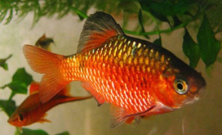 Вуалевый огненный барбус: правила содержания