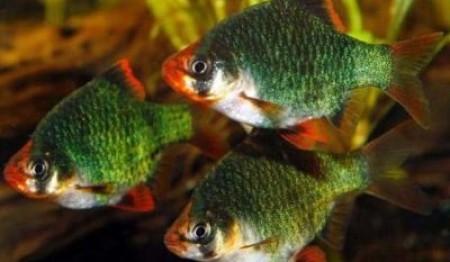 Мутант или мшистый барбус? Что это за рыбка?