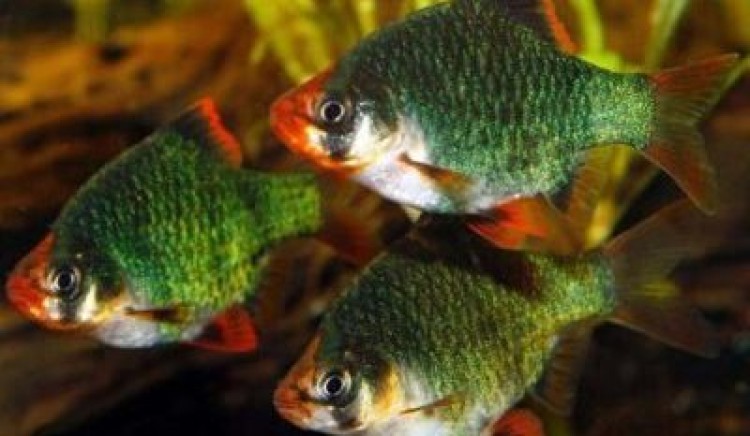 Мутант или мшистый барбус? Что это за рыбка?