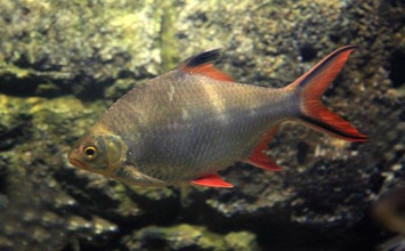 Правила содержания лещевидного барбуса