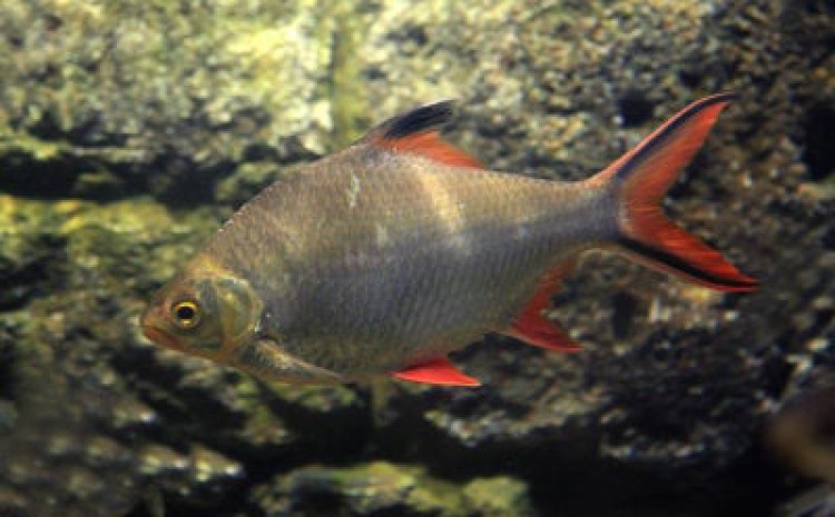 Правила содержания лещевидного барбуса