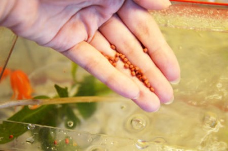 Правила кормления барбусов: как и чем питаются эти рыбки?