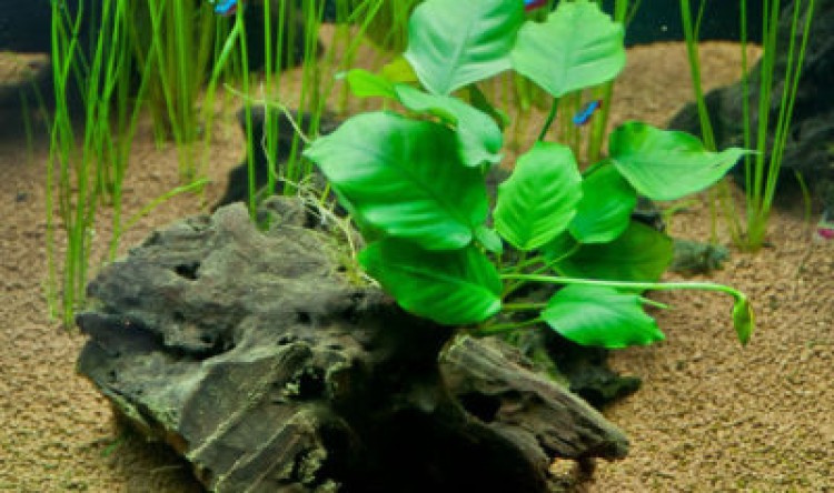 Топ-14 популярных видов анубиасов