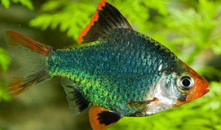 Необычная рыбка - зеленый барбус
