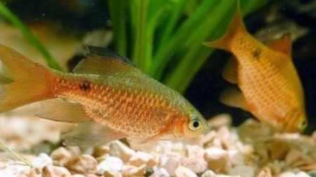 Чем прекрасен золотой барбус и как его содержать в аквариуме?