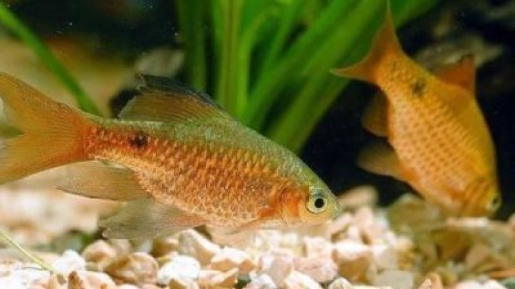 Чем прекрасен золотой барбус и как его содержать в аквариуме?