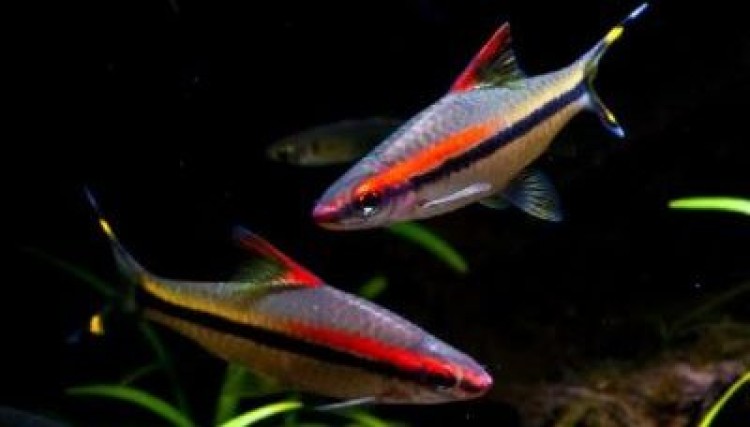 Аквариумная рыбка барбус денисони