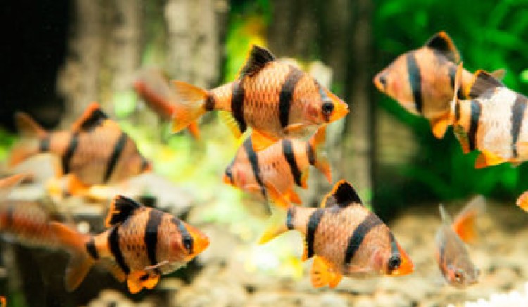 Как правильно размножать барбусов в домашних условиях?