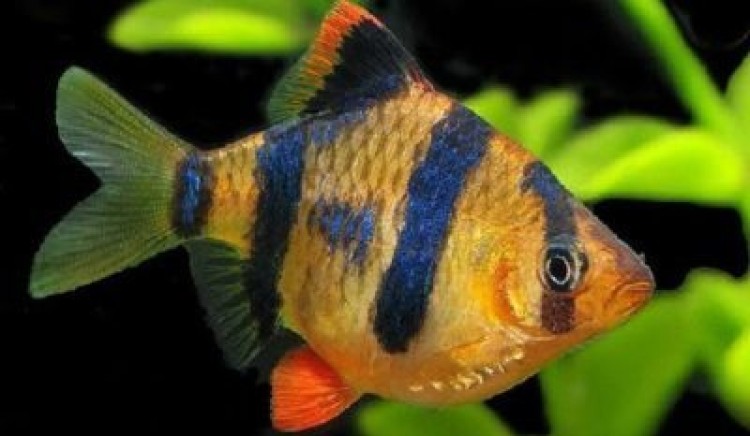 Какие могут быть болезни у барбусов и что с ними делать?