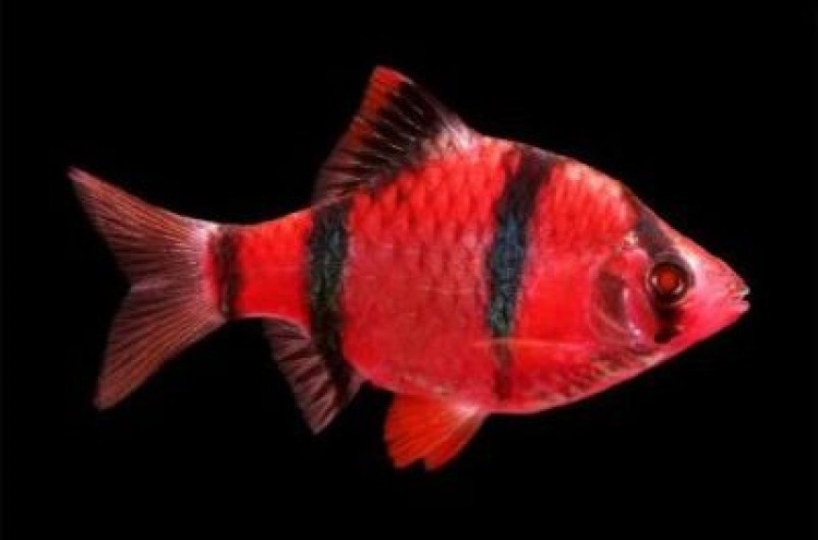 Светящийся и неповторимый: все о красном суматранском барбусе