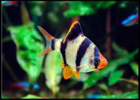 Разведение барбусов суматранских