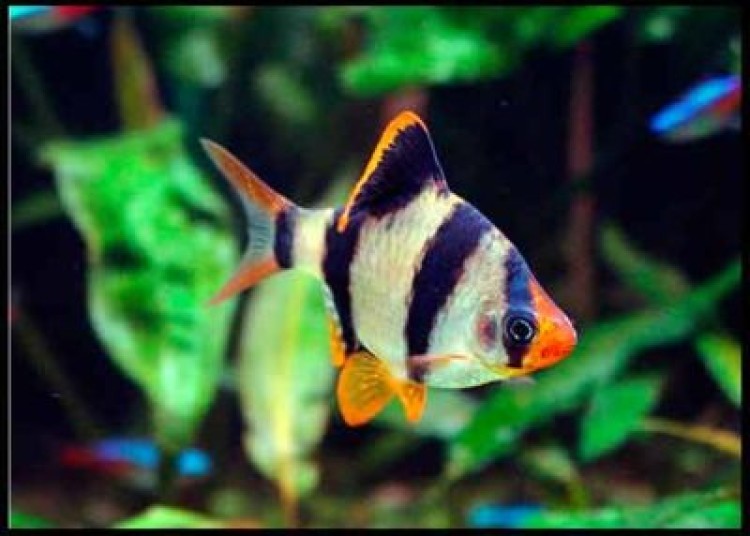 Разведение барбусов суматранских