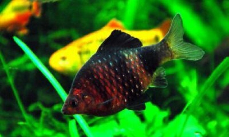 Бархатное великолепие черного барбуса: особенности и условия содержания