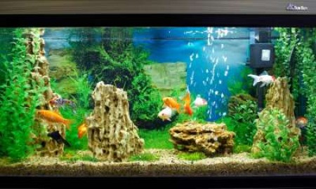 Для чего необходим и как правильно использовать кондиционер для воды в аквариуме?