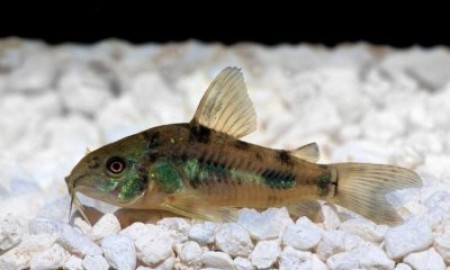 Основные причины, почему рыбки в аквариуме лежат на дне, и как с этим бороться