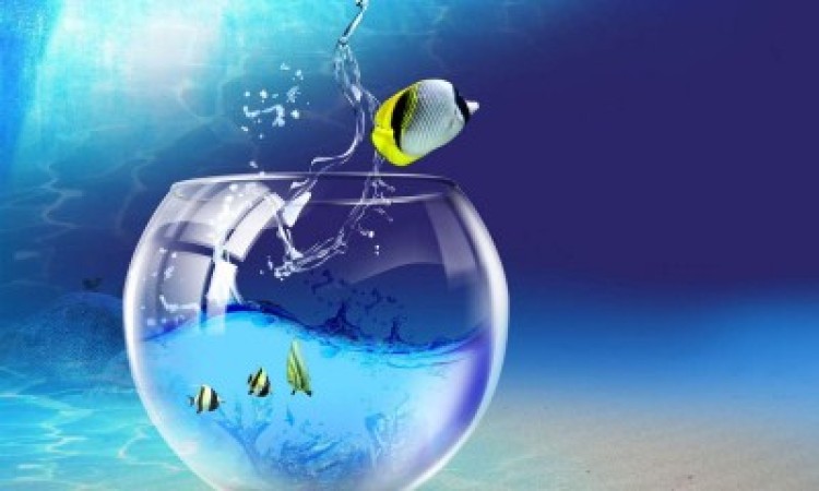 Опасная свобода, или почему рыбки выпрыгивают из аквариума и как этого избежать