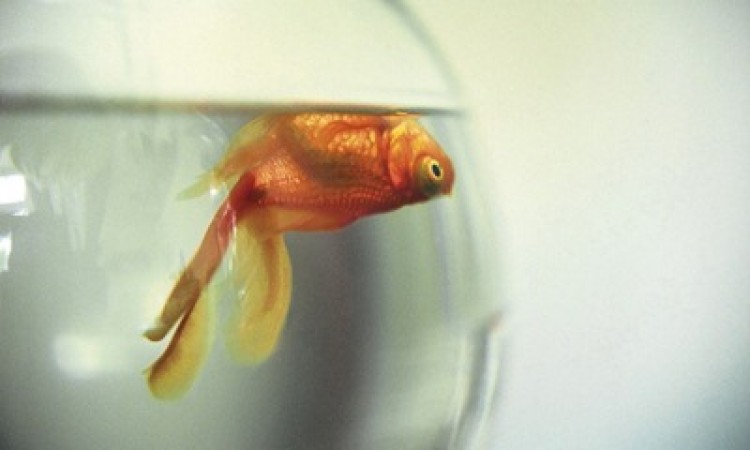 Факторы риска: почему умирают рыбки в аквариуме и как предотвратить их гибель?