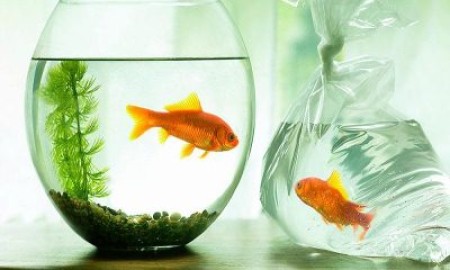 ТОП-8 рыбок, которые могут жить без кислорода в аквариуме