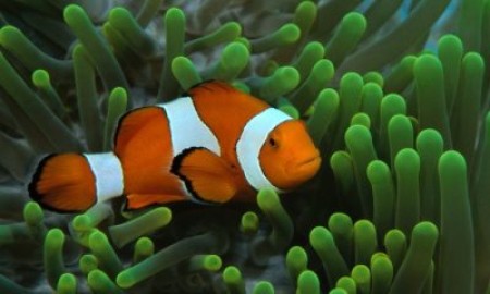 Спят ли рыбы в аквариуме и как это можно понять?