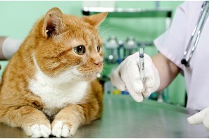 Как и когда проводить вакцинацию кошек: рекомендации, график