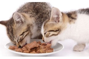 Как и какой влажный корм выбрать для кошек: состав и типы кормов