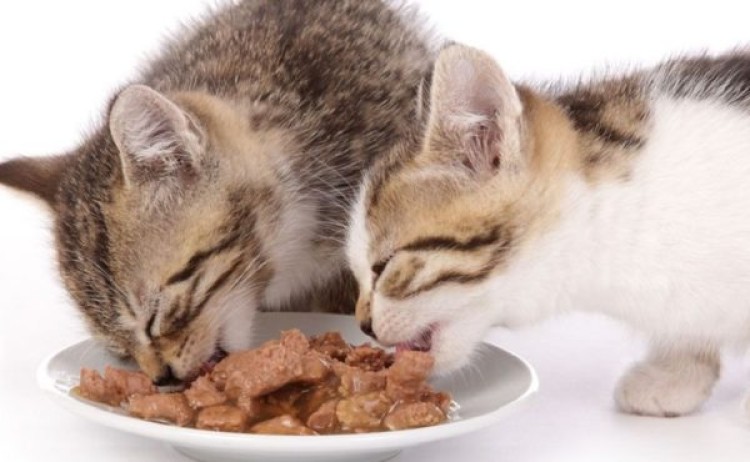 Как и какой влажный корм выбрать для кошек: состав и типы кормов