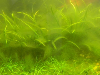 Вода в аквариуме зеленеет? Почему это происходит и как с этим бороться?