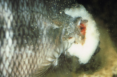 Болезни и лечение аквариумных рыбок, фото и видео. | АквариумОК