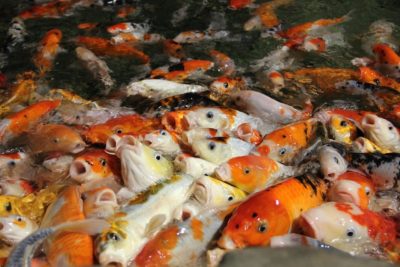 Неприятный запах из аквариума: в чем причина и как от него избавиться