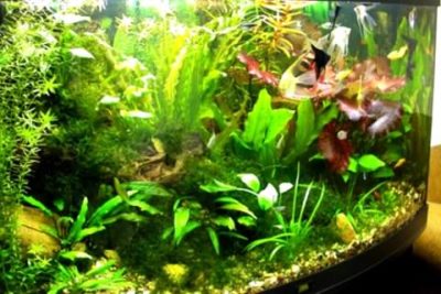 Причины быстрого зеленения воды в аквариуме: решение проблемы