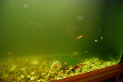 Почему вода в аквариуме становится мутной - причины и решения проблемы