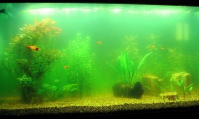 Почему вода желтеет в аквариуме: основные причины и решения проблемы