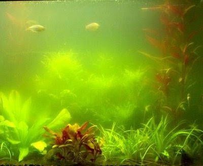 вода в аквариуме зеленеет и мутнеет что делать
